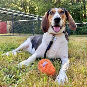 Fancee -  Coonhound and Mixed Breed Dog for Adoption in Kennebunk, Maine - Fancee | PetCurious