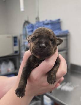 Malbec -  Terrier Dog for Adoption in Evansville, Indiana - Malbec | PetCurious