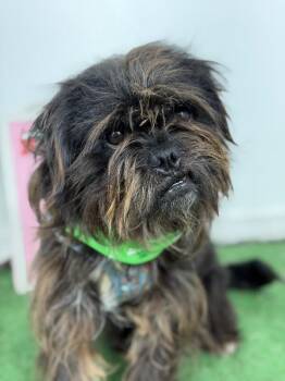 Dexter-One of our Amazing Rescue Dogs -  Brussels Griffon and Mixed Breed Dog for Adoption in Carlsbad, California - Dexter-One Of Our Amazing Rescue Dogs | PetCurious