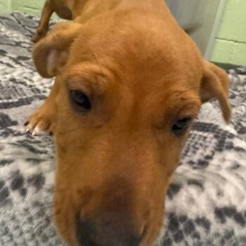 Boyka -  Mixed Breed Dog for Adoption in West Palm Beach, Florida - Boyka | PetCurious