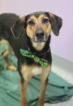 Hound Dogs Available for Adoption - Stella In NH! Come Meet Our Adoptable Dogs Wednesday-Saturday. M | PetCurious
