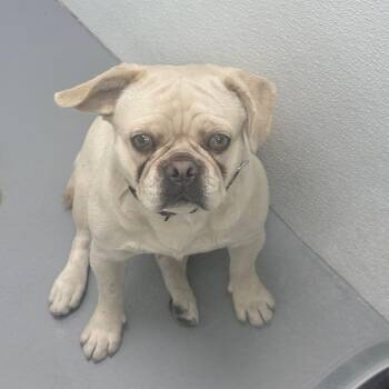 Pug Dogs Available for Adoption - Penelope | PetCurious