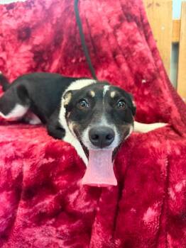 Martin -  Australian Shepherd and Australian Cattle Dog Blue Heeler Dog for Adoption in Lagrange, Indiana - Martin | PetCurious