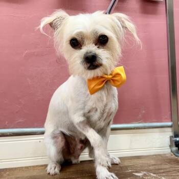 Seymour -  Maltese and Chihuahua Dog for Adoption in Las Vegas, Nevada - Seymour | PetCurious