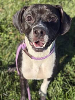 Tiffany -  Beagle Dog for Adoption in Lancaster, Ohio - Tiffany | PetCurious