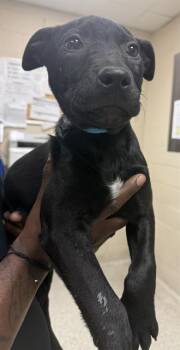 Pit Bull Terrier and Mixed Breed Dogs Available for Adoption - A425554 | PetCurious