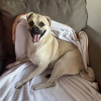 Pedro -  Pug and Mixed Breed Dog for Adoption in Tucson, Arizona - Pedro | PetCurious