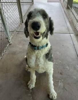 Luke -  Old English Sheepdog and Standard Poodle Dog for Adoption in Bloomsburg, Pennsylvania - Luke | PetCurious