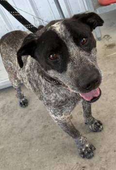 Scout -- URGENT - SENIOR AT RISK -  Australian Cattle Dog Blue Heeler Dog for Adoption in Thousand Oaks, California - Scout -- URGENT - SENIOR AT RISK | PetCurious