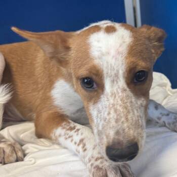 110051 -  Mixed Breed Dog for Adoption in Las Cruces, New Mexico - 110051 | PetCurious