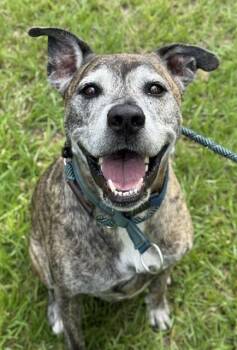 Rescue Pit Bull Terrier Dogs for Adoption in Fort Lauderdale, Florida - TANK | PetCurious