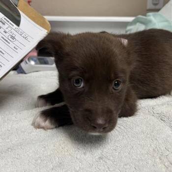 Flan -  Mixed Breed Dog for Adoption in Tempe, Arizona - Flan | PetCurious