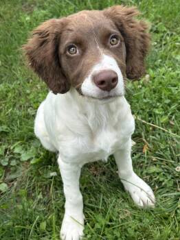 Daisy -  Brittany Spaniel and Australian Shepherd Dog for Adoption in Anderson, Indiana - Daisy | PetCurious
