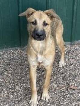 Rescue Mixed Breed Dogs for Adoption in Hot Springs, South Dakota - Sugar | PetCurious