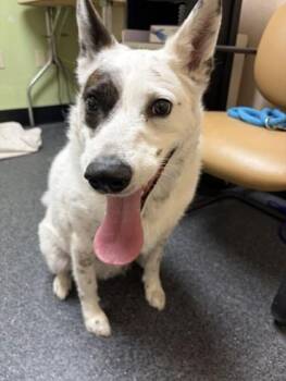 Max Goof -  Border Collie and Mixed Breed Dog for Adoption in Roseville, California - Max Goof | PetCurious