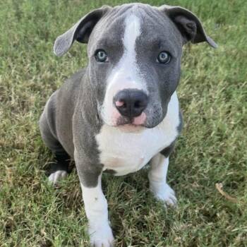 Huck -  Pit Bull Terrier Dog for Adoption in Pelham, New Hampshire - Huck | PetCurious