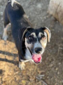 Larry-One of our Amazing Rescue Dogs -  Bluetick Coonhound and Beagle Dog for Adoption in Carlsbad, California - Larry-One Of Our Amazing Rescue Dogs | PetCurious