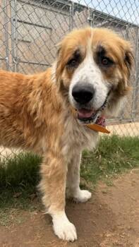 Saint Bernard and Mixed Breed Dogs Available for Adoption in Balch Springs, Texas - Heath | PetCurious