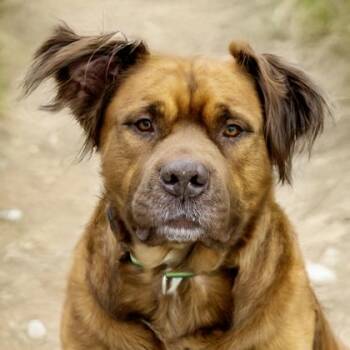 Gus -  American Staffordshire Terrier and Spaniel Dog Available for Adoption in Camano, Washington - Gus | PetCurious
