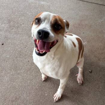 Ruffles -  Mixed Breed Dog for Adoption in Edwardsville, Illinois - Ruffles | PetCurious