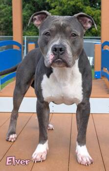 Elver -  Pit Bull Terrier and Mixed Breed Dog for Adoption in Mason, Michigan - Elver | PetCurious
