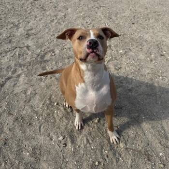 Mixed Breed Dogs Available for Adoption in Port Charlotte, Florida - Nala | PetCurious