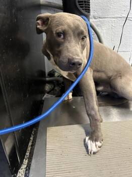 Pit Bull Terrier Dogs Available for Adoption - Batman | PetCurious