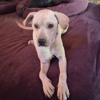 Vernon -  Labrador Retriever Dog for Adoption - Vernon | PetCurious