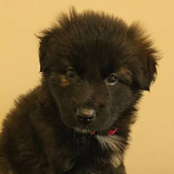 Guadalupe -  Shepherd and Labrador Retriever Dog for Adoption in Normal, Illinois - Guadalupe | PetCurious