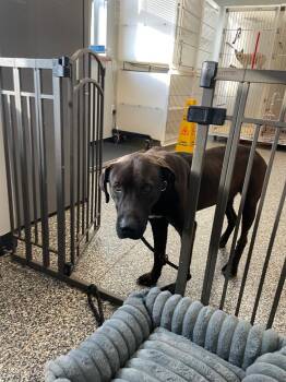 Mixed Breed Dogs Available for Adoption in Columbia, Tennessee - Oashie | PetCurious