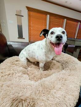 English Pointer and American Staffordshire Terrier Dogs Available for Adoption in Shawnee, Oklahoma - Tuck Tuck | PetCurious