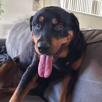 Lux -  Rottweiler Dog for Adoption in El Cajon, California - Lux | PetCurious