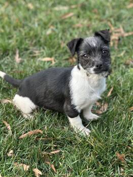 Wirehaired Terrier and Chihuahua Dogs Available for Adoption - Stiles | PetCurious