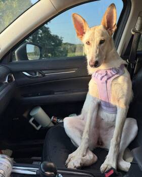 German Shepherd Dog and Terrier Dogs Available for Adoption in Bloomfield, Connecticut - Honey | PetCurious