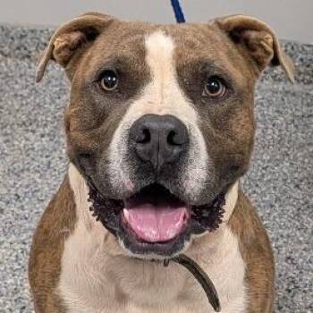 Hugo -  Mixed Breed Dog for Adoption in Greenville, South Carolina - Hugo | PetCurious