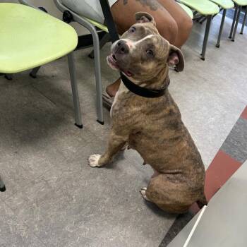Cake -  Mixed Breed Dog for Adoption in Philadelphia, Pennsylvania - Cake | PetCurious