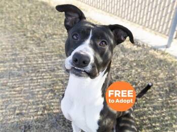 Pit Bull Terrier Dogs Available for Adoption in Phoenix, Arizona - PEETA | PetCurious