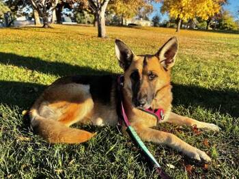 German Shepherd Dog and Mixed Breed Dogs Available for Adoption in Albuquerque, New Mexico - SHAY | PetCurious