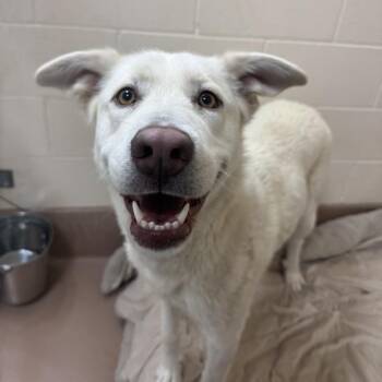 Siberian Husky Dogs Available for Adoption in Reno, Nevada - Mikiko | PetCurious
