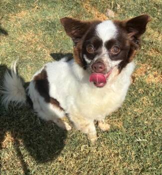 Truffles -  Chihuahua Dog for Adoption in Little Elm, Texas - Truffles | PetCurious