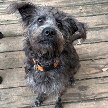 Rescue Poodle and Terrier Dogs for Adoption in Lee