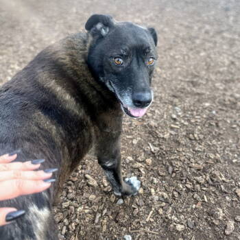 Rescue Mixed Breed Dogs for Adoption in Oakland, California - Harry | PetCurious