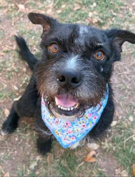 Miniature Schnauzer Dogs Available for Adoption in Garden Valley, Idaho - Fergi | PetCurious