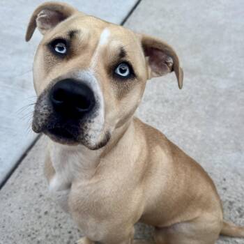 Scout -  Pit Bull Terrier Dog for Adoption in Krum, Texas - Scout | PetCurious