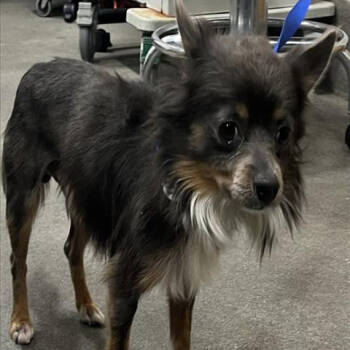 Rescue Pomeranian Dogs for Adoption in Arlington, Virginia - Beet | PetCurious