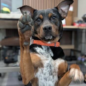 Little Dude -  Cattle Dog and Miniature Pinscher Dog for Adoption in Springfield, Missouri - Little Dude | PetCurious