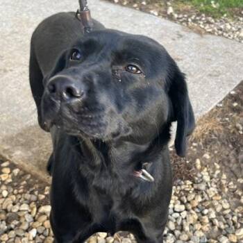 Mixed Breed Dogs Available for Adoption - Nora | PetCurious