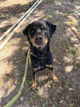 Pebble - 1 -  Rottweiler and Mixed Breed Dog for Adoption in Daytona Beach, Florida - Pebble - 1 | PetCurious