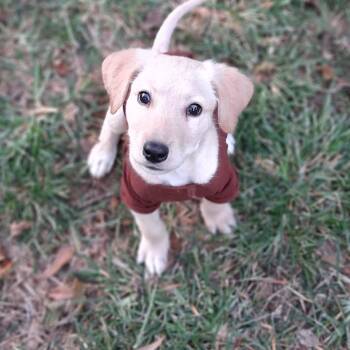 Giddy -  Mixed Breed Dog for Adoption in Woolwich, Maine - Giddy | PetCurious