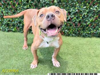 STUMBLEDOR -  Mixed Breed Dog for Adoption in West Palm Beach, Florida - STUMBLEDOR | PetCurious